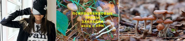 ГАЛЛЮЦИНОГЕННЫЕ ГРИБЫ Алексеевка